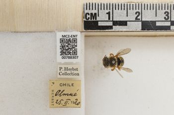 Media type: image;   Entomology 788307 Aspect: Labels
